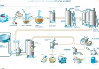 Yeast production