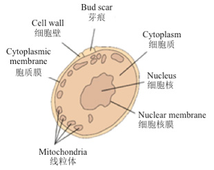 yeast cell scheme