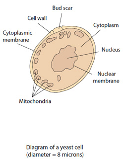 yeast cell scheme